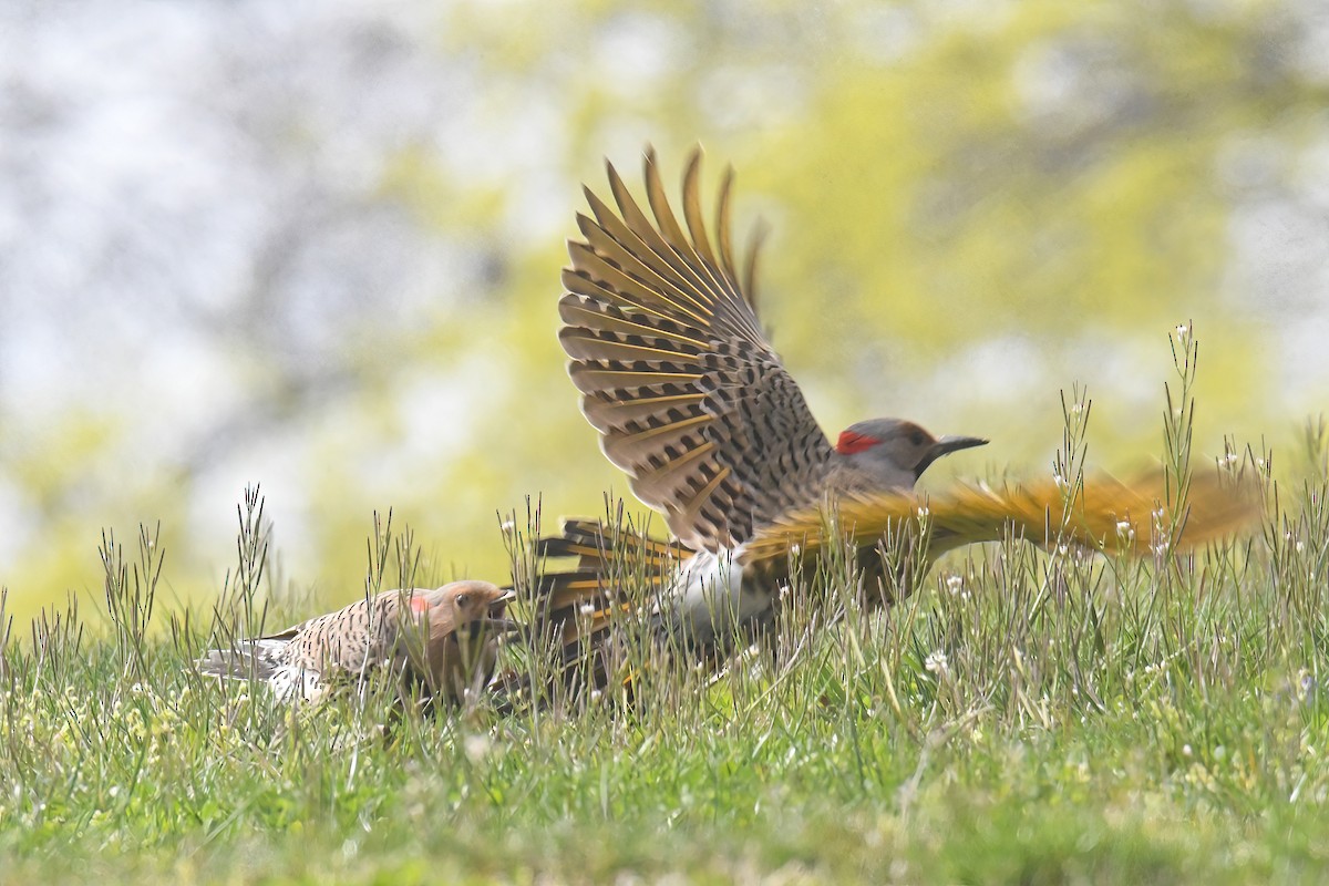 Northern Flicker - ML617179552