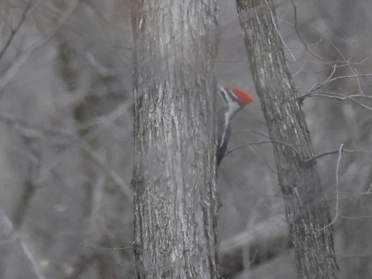 Pileated Woodpecker - Scott Ray