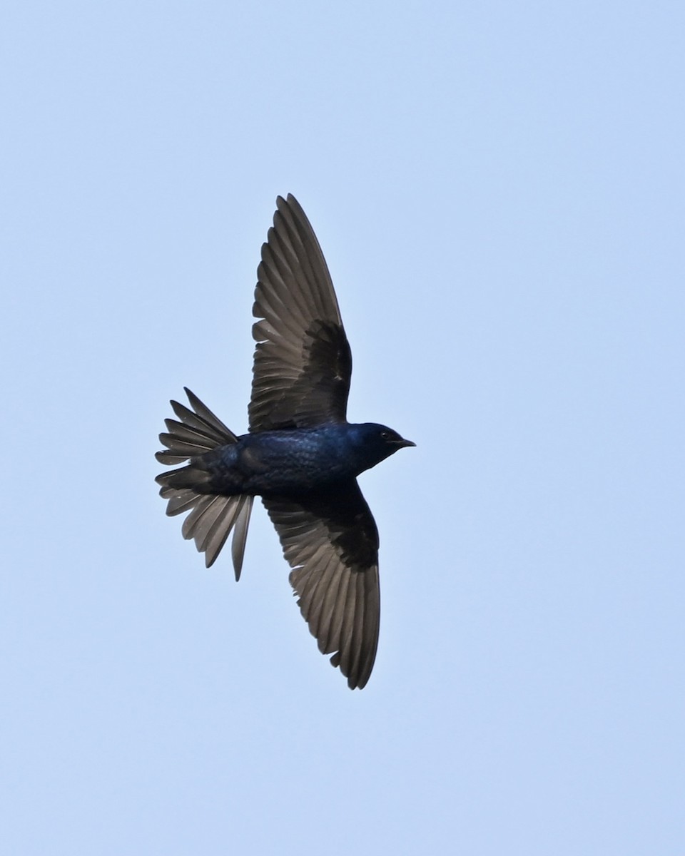 Purple Martin - Joe Wujcik