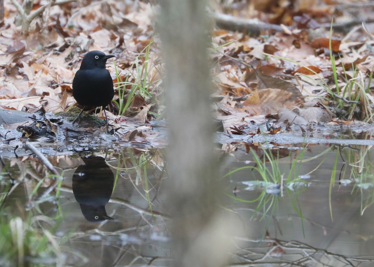 Rusty Blackbird - ML617179907