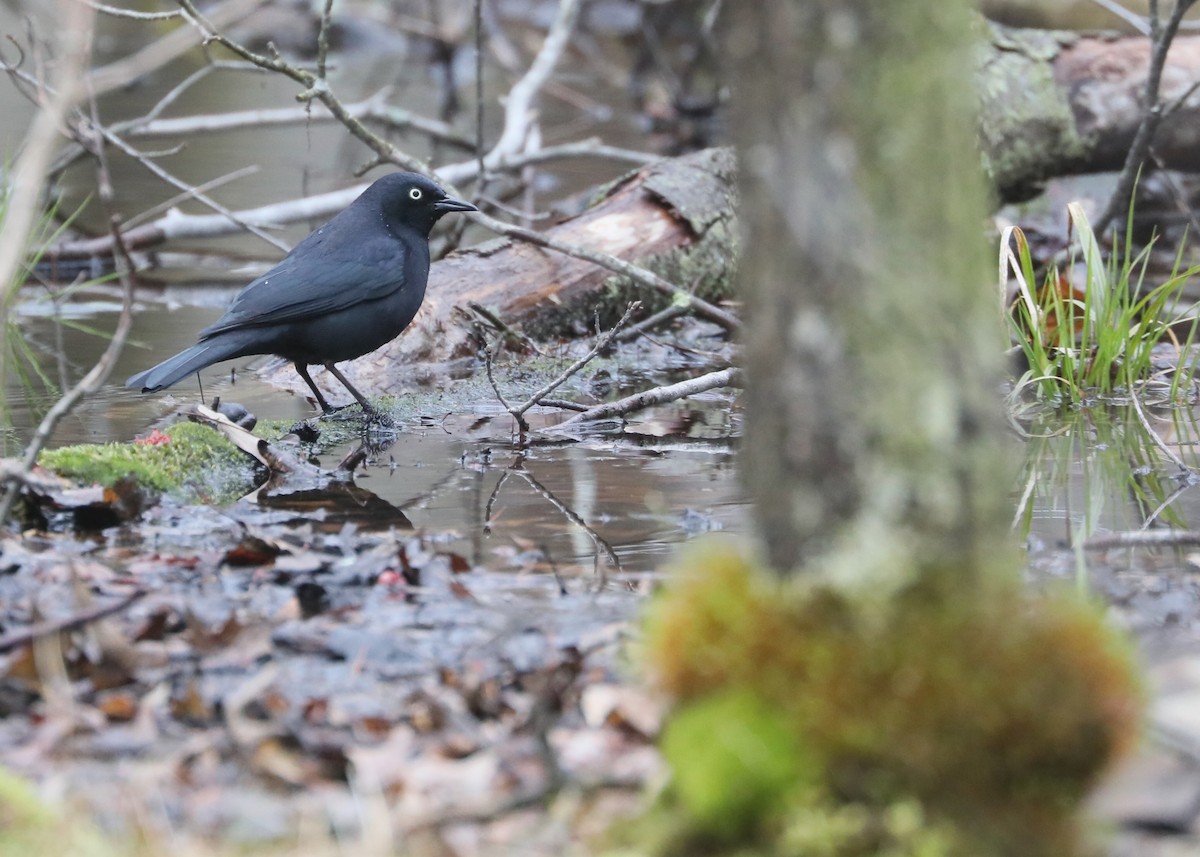 Rusty Blackbird - ML617179909