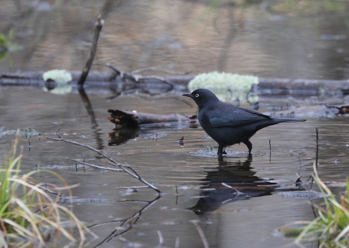 Rusty Blackbird - ML617179913