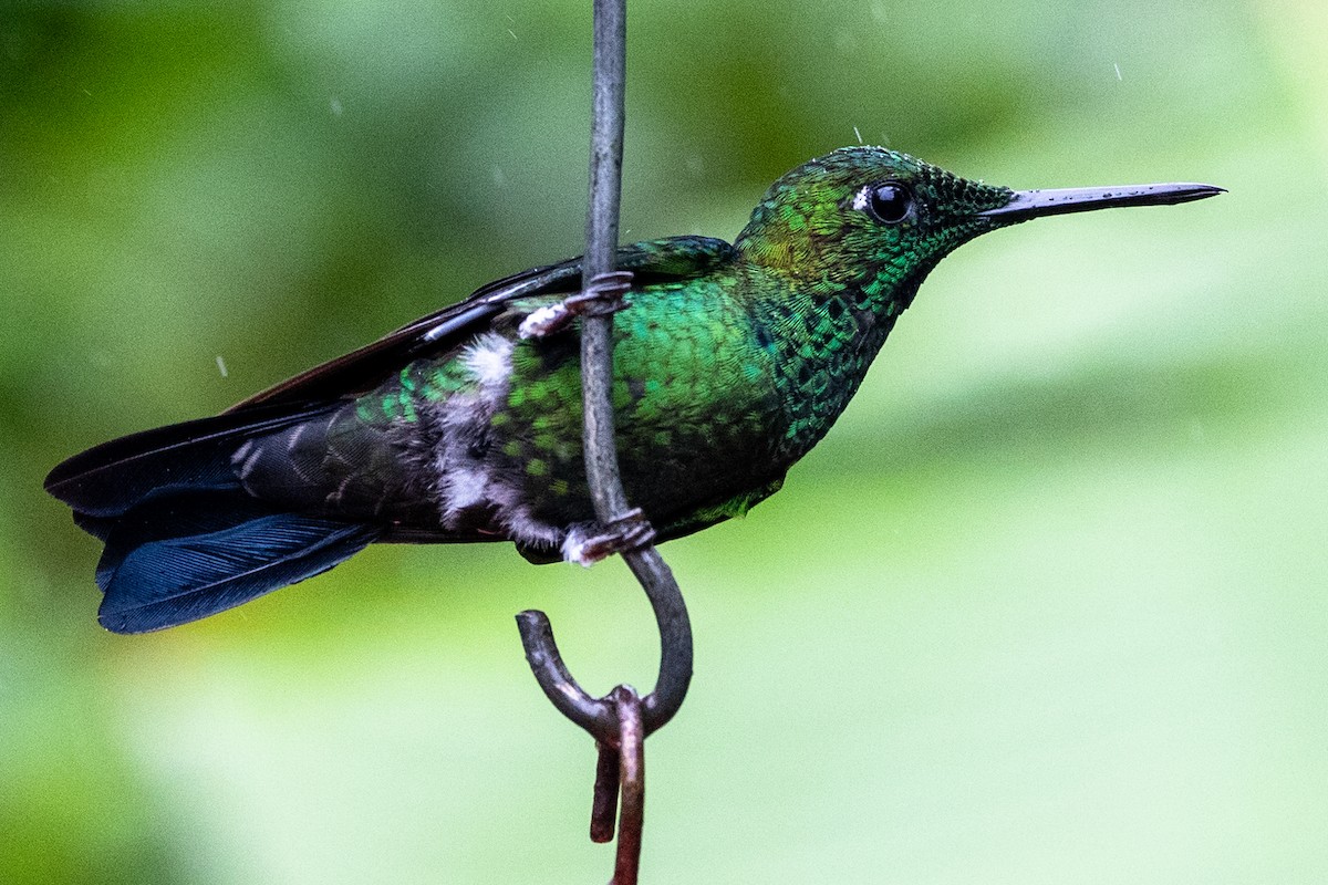 kolibřík subtropický - ML617179918
