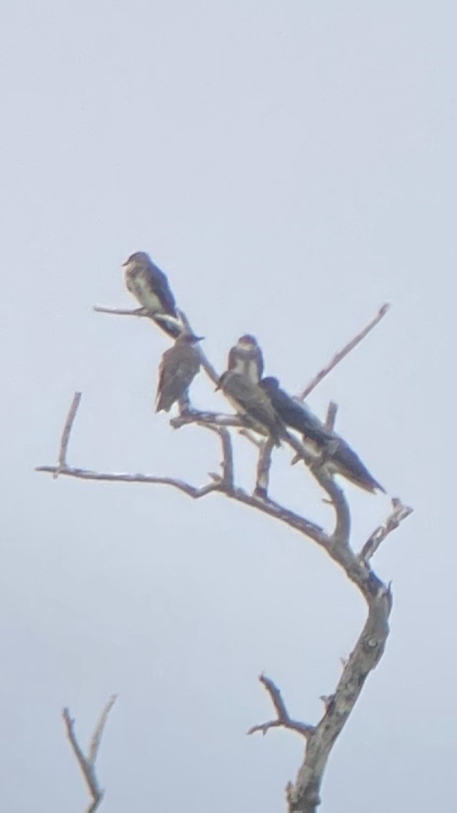 Brown-chested Martin - ML617179920