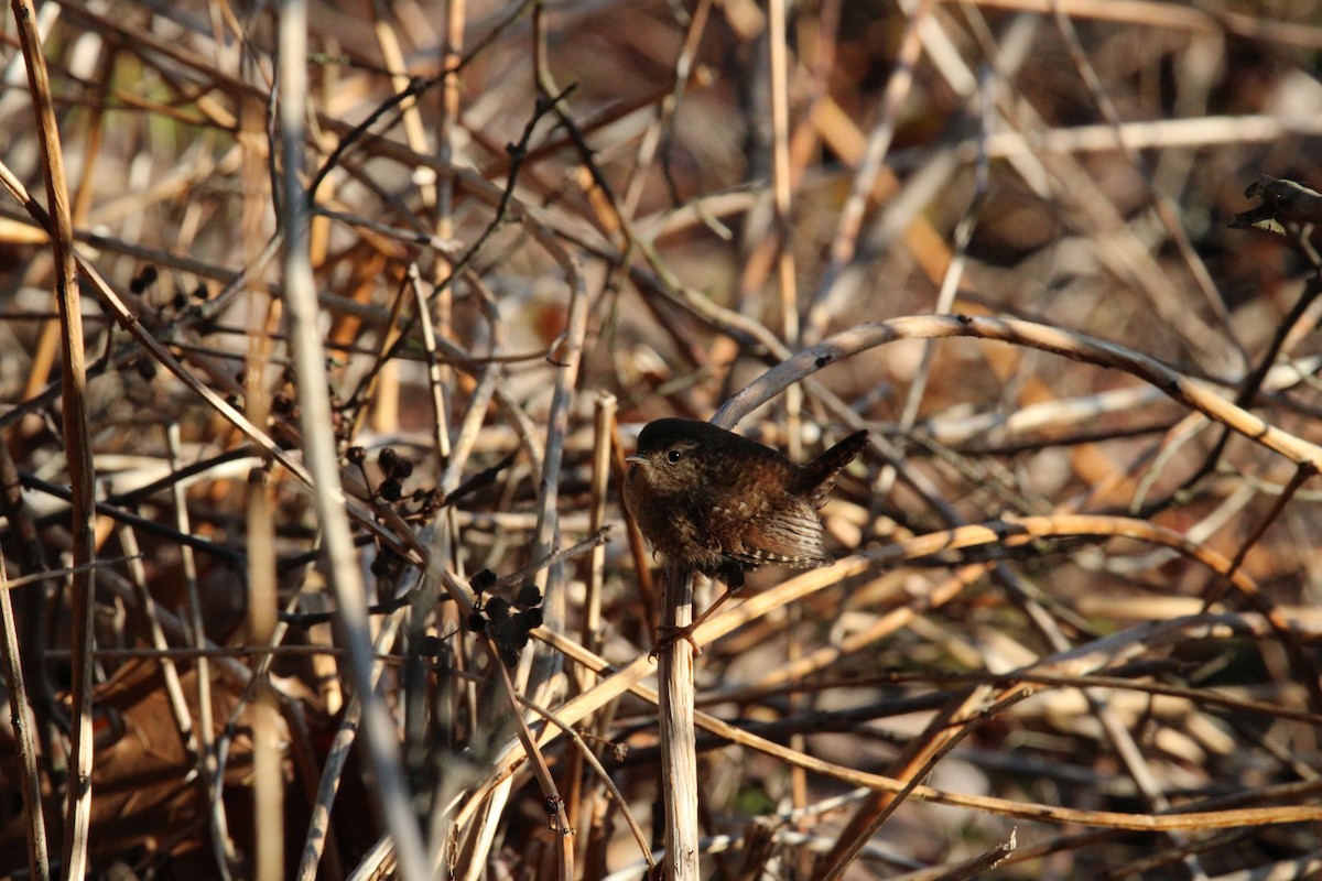 Winter Wren - ML617179932