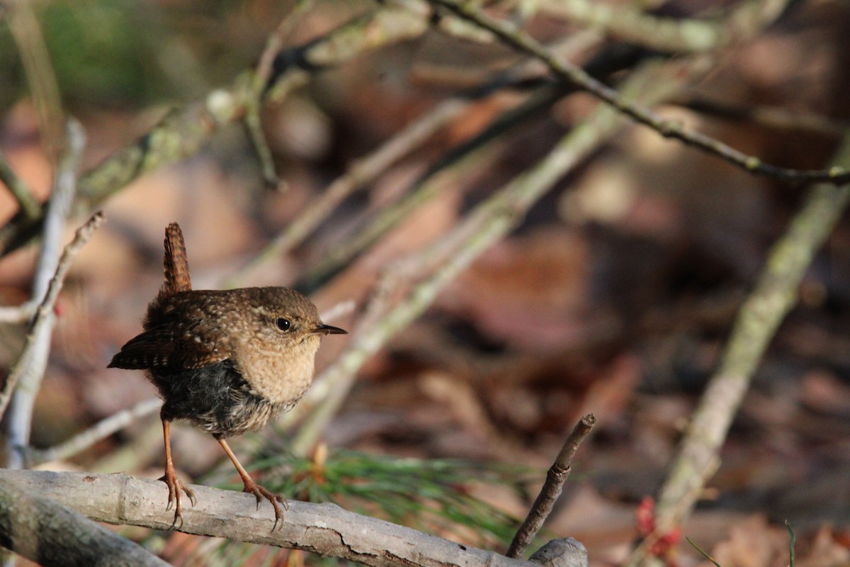 Winter Wren - ML617179938