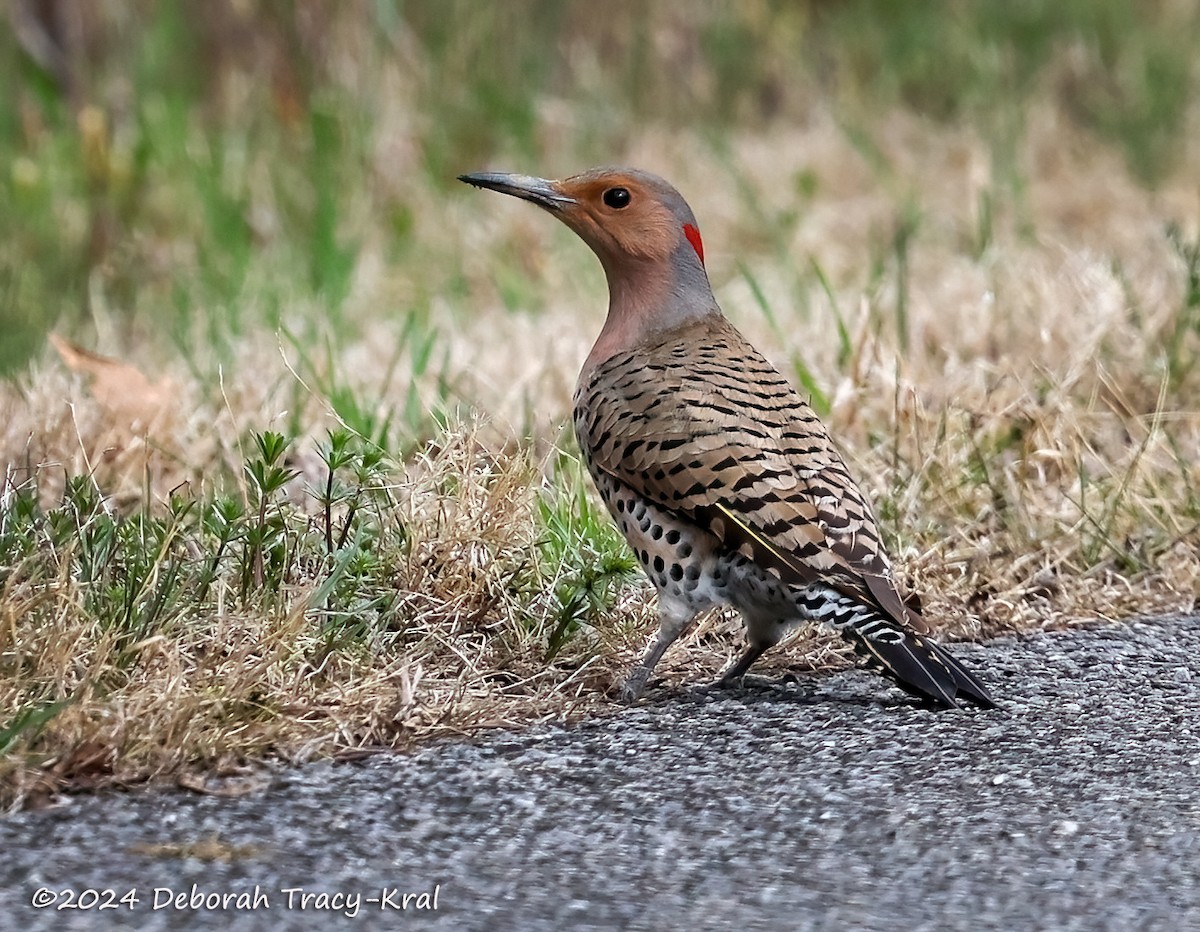 Northern Flicker - Deborah Kral