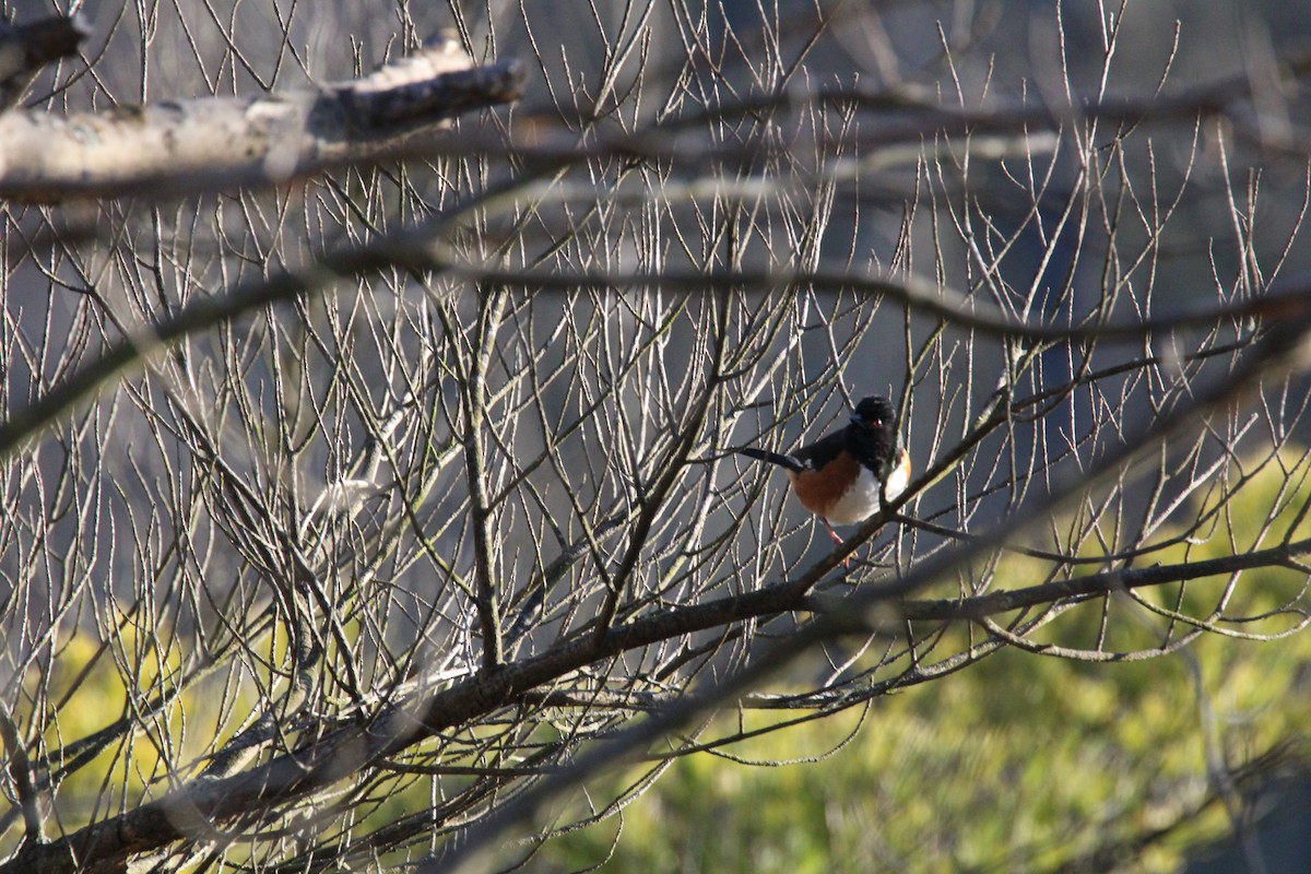 Eastern Towhee - ML617179961