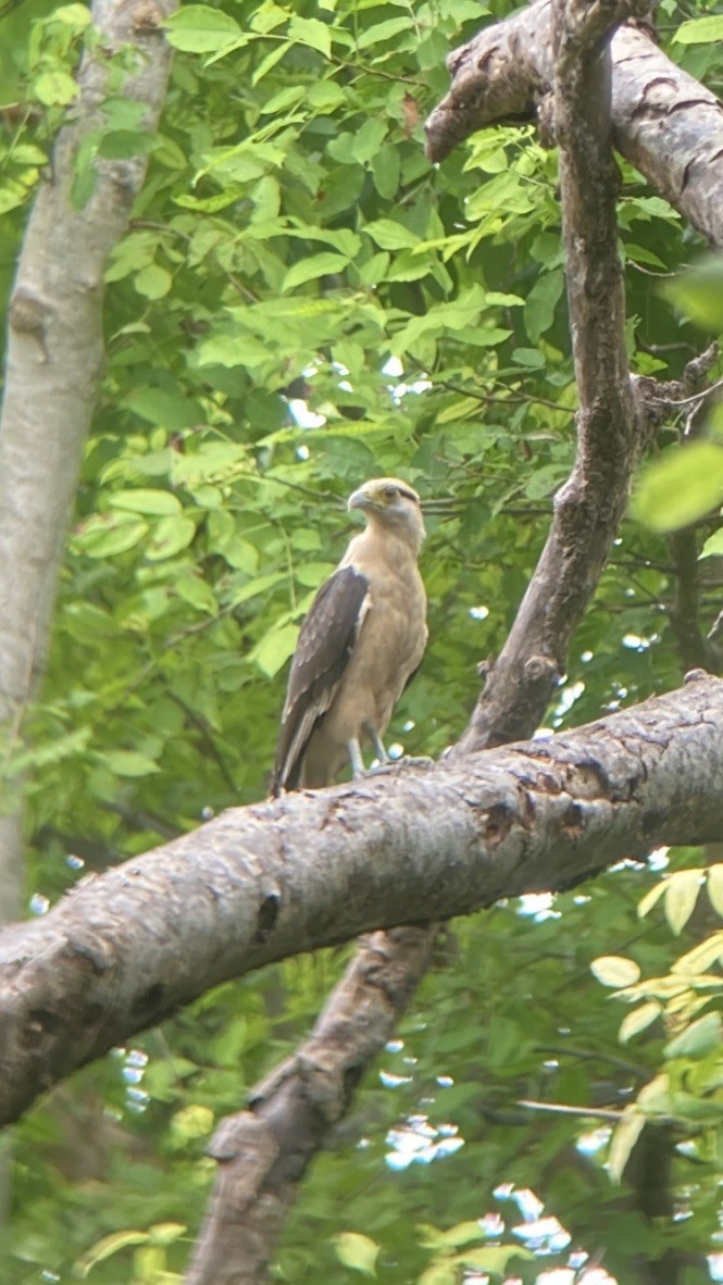 Yellow-headed Caracara - Jordan Webber