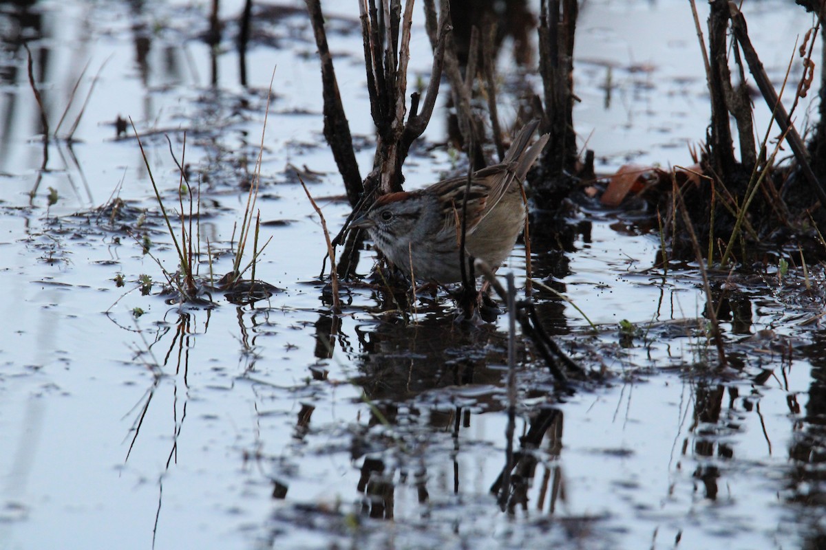 Swamp Sparrow - ML617179979