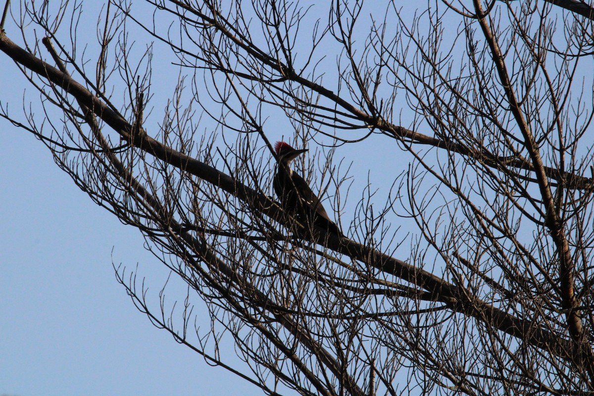 Pileated Woodpecker - ML617179994