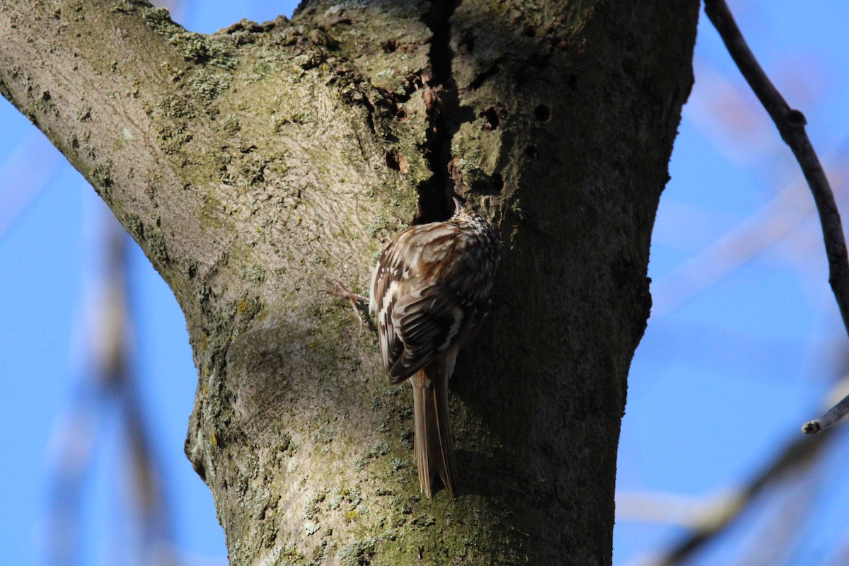 Brown Creeper - ML617180018