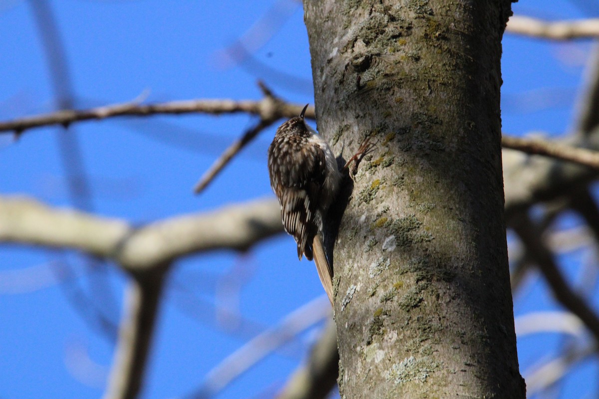 Brown Creeper - ML617180021