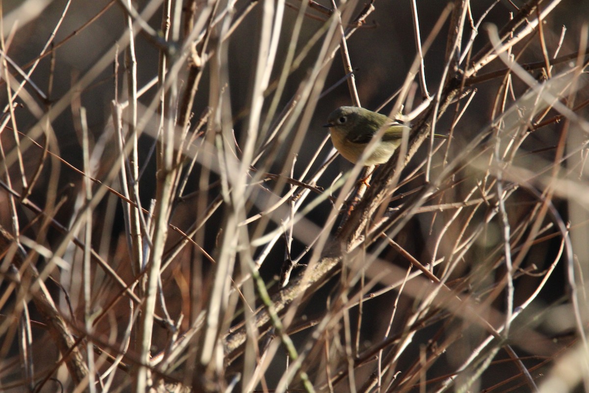 Ruby-crowned Kinglet - ML617180045