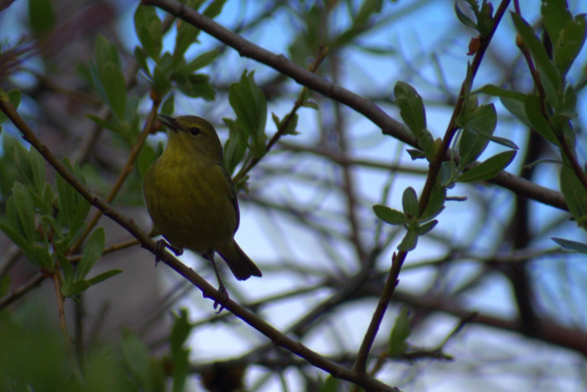 Orange-crowned Warbler - Bill Hubbard