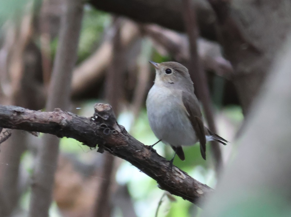 Red-breasted Flycatcher - 尤 俊華