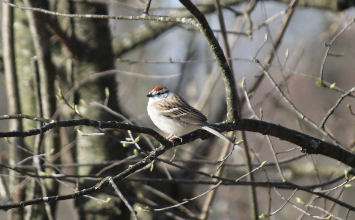 Chipping Sparrow - ML617180174