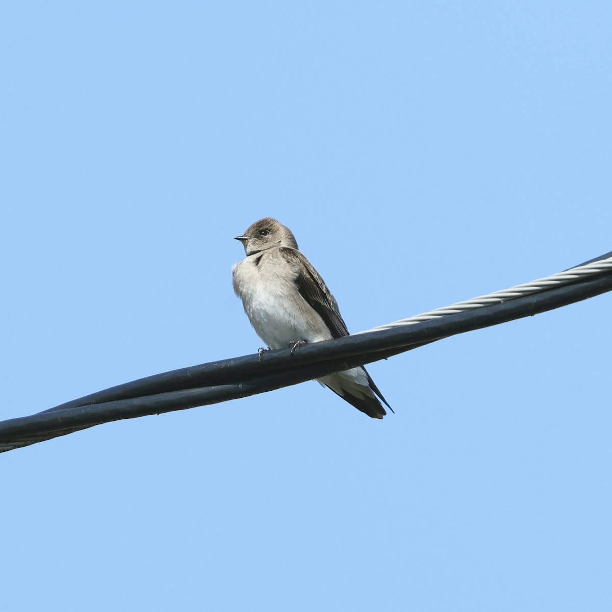 Northern Rough-winged Swallow - ML617180307