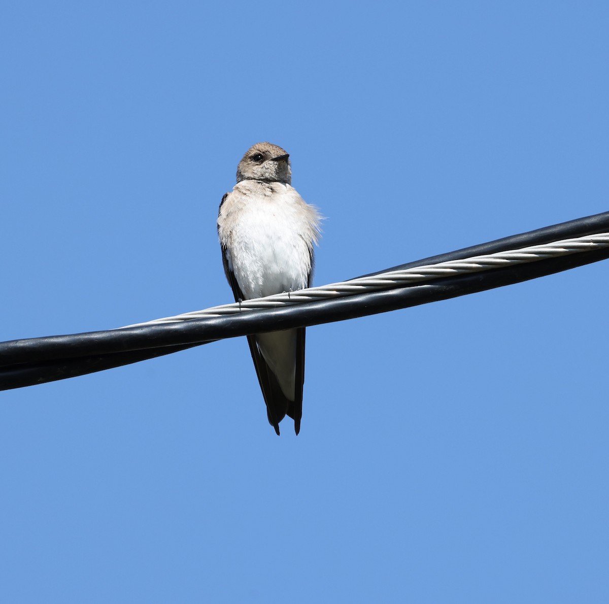 Hirondelle à ailes hérissées - ML617180308