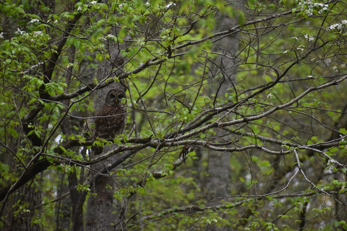 Barred Owl - ML617180316