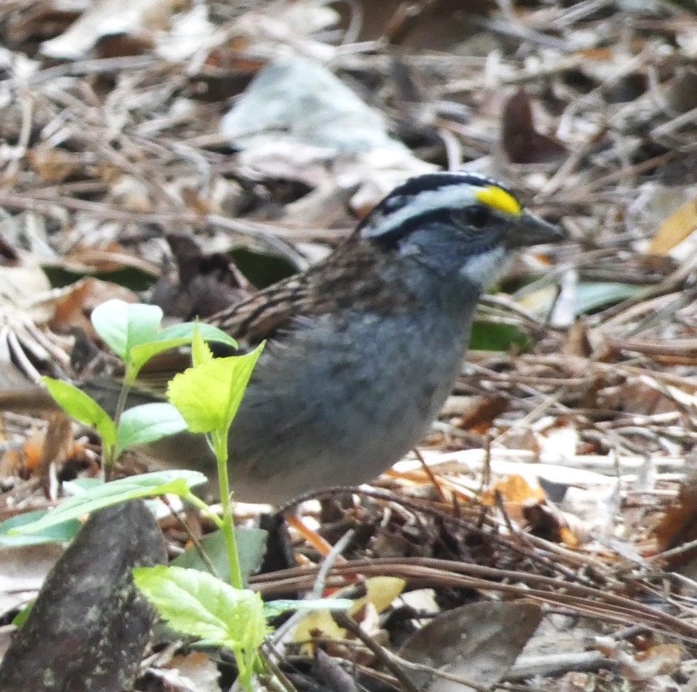 White-throated Sparrow - Paul King