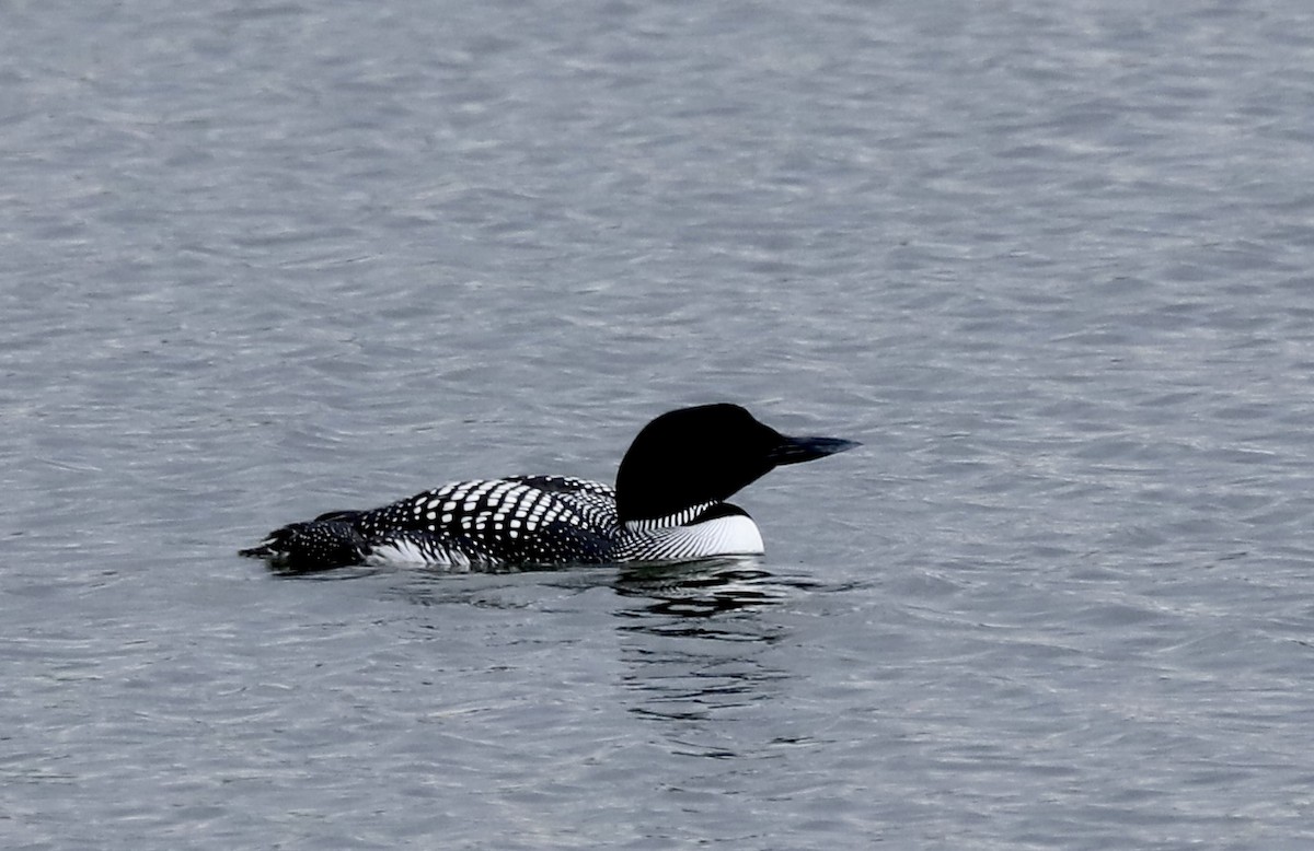 Common Loon - Lenore Charnigo