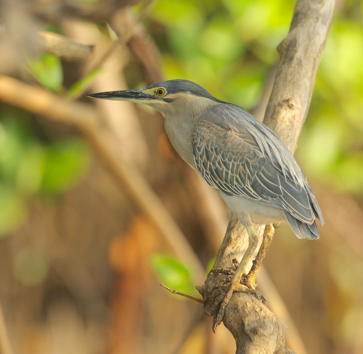 Striated Heron - ML617180506