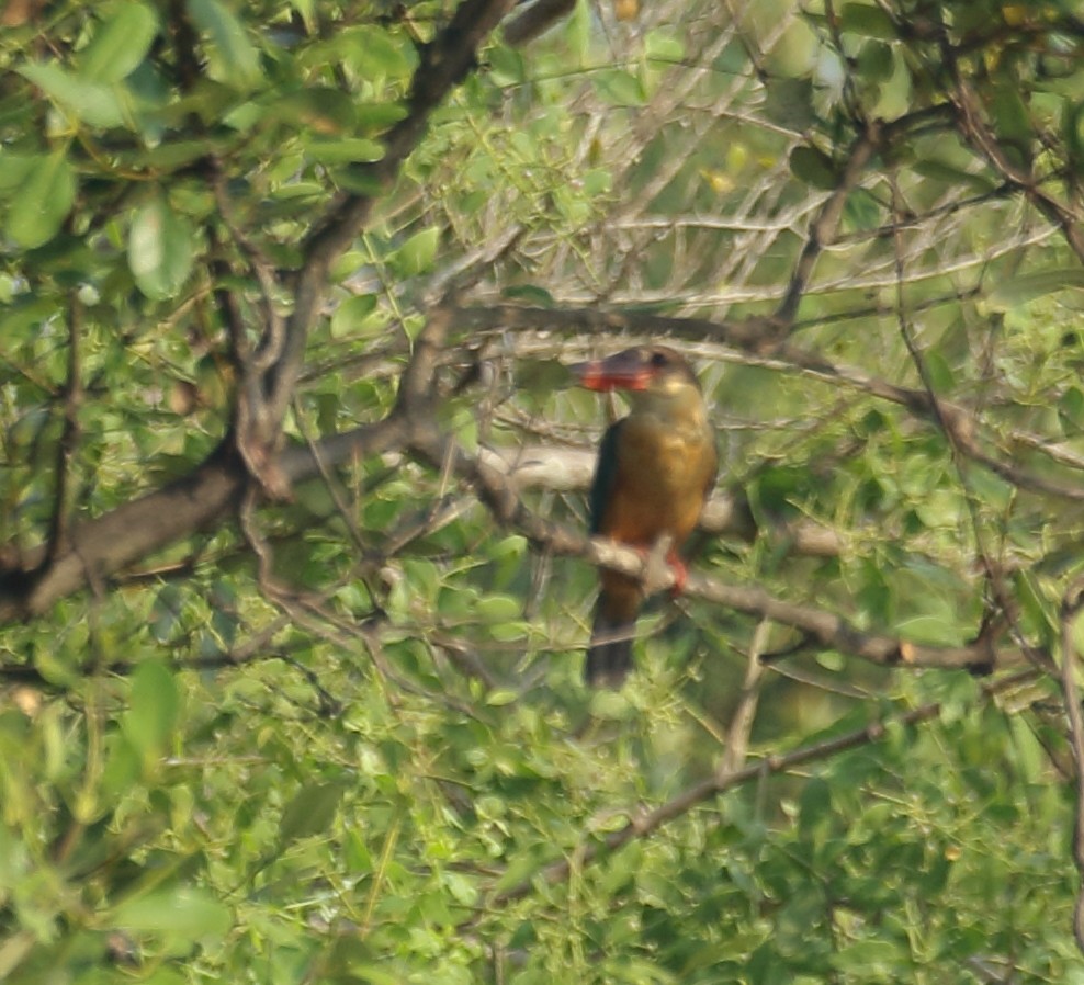 Stork-billed Kingfisher - ML617180577