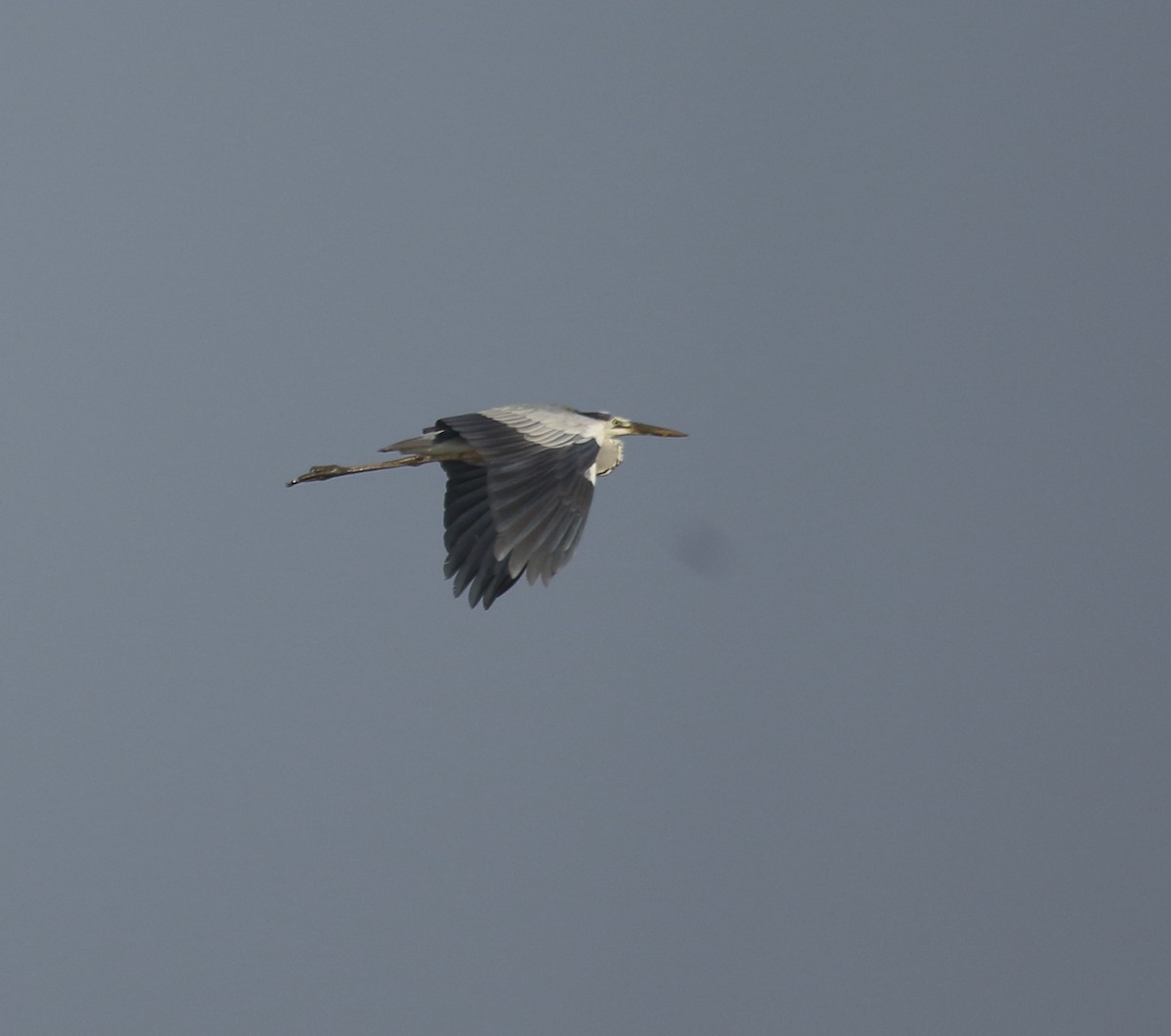 Gray Heron - ML617180589