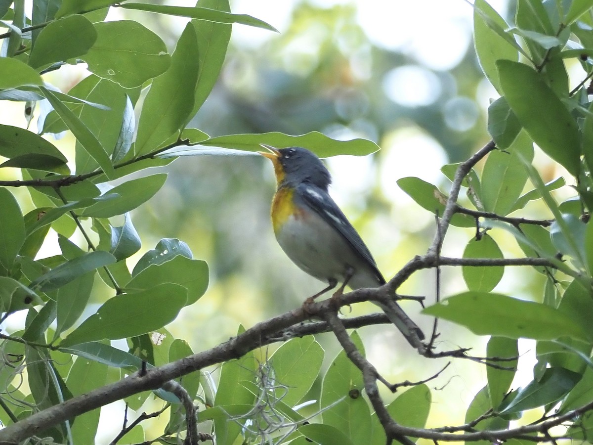 Northern Parula - ML617180671