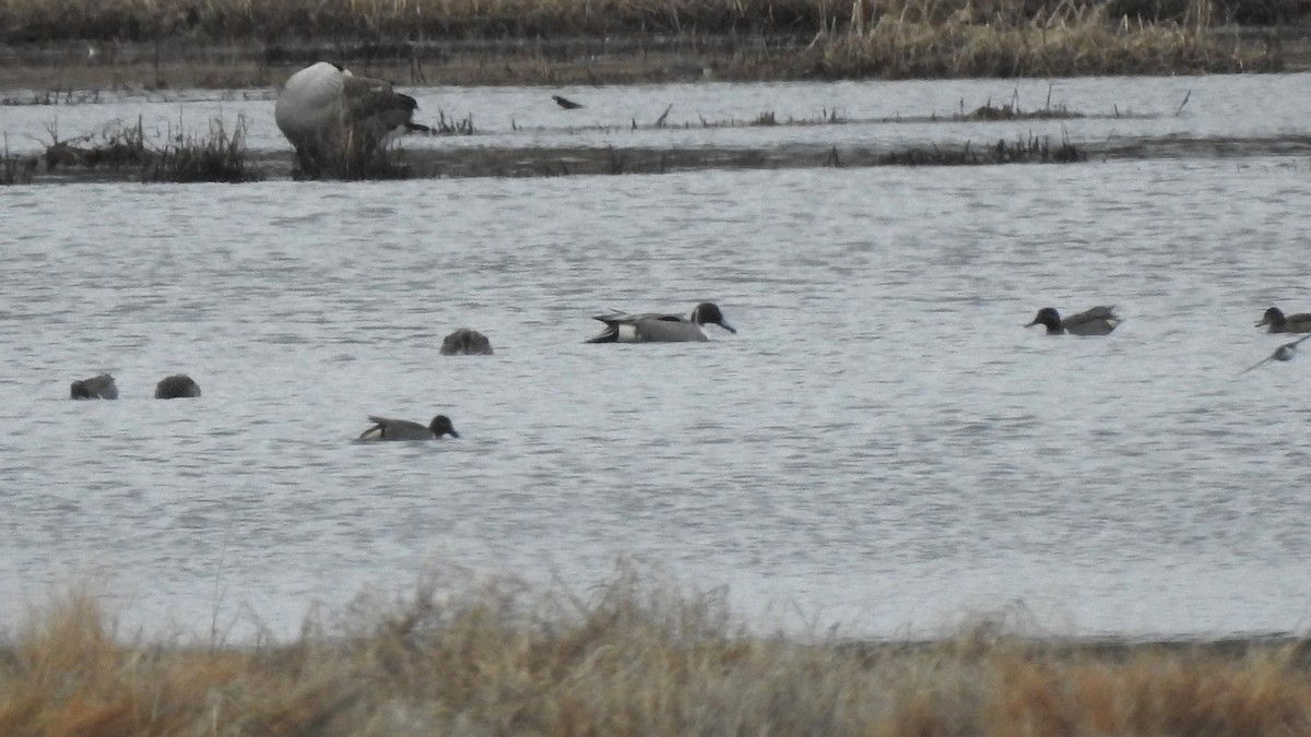 Northern Pintail - ML617180695