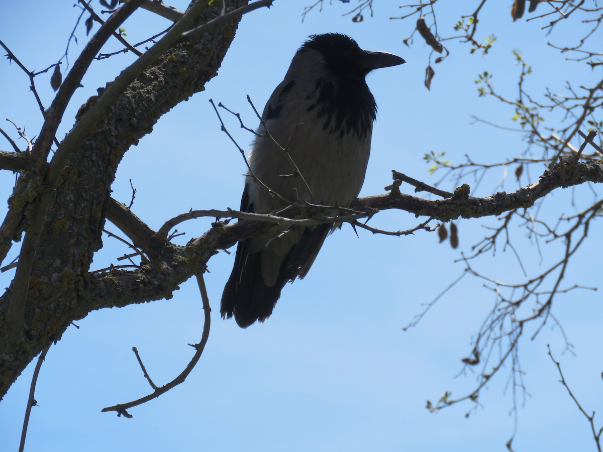 Hooded Crow - ML617180752