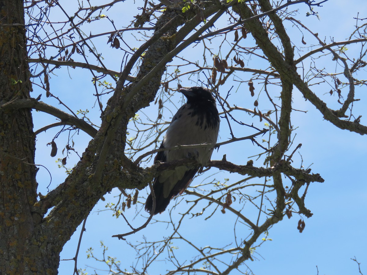 Hooded Crow - ML617180753