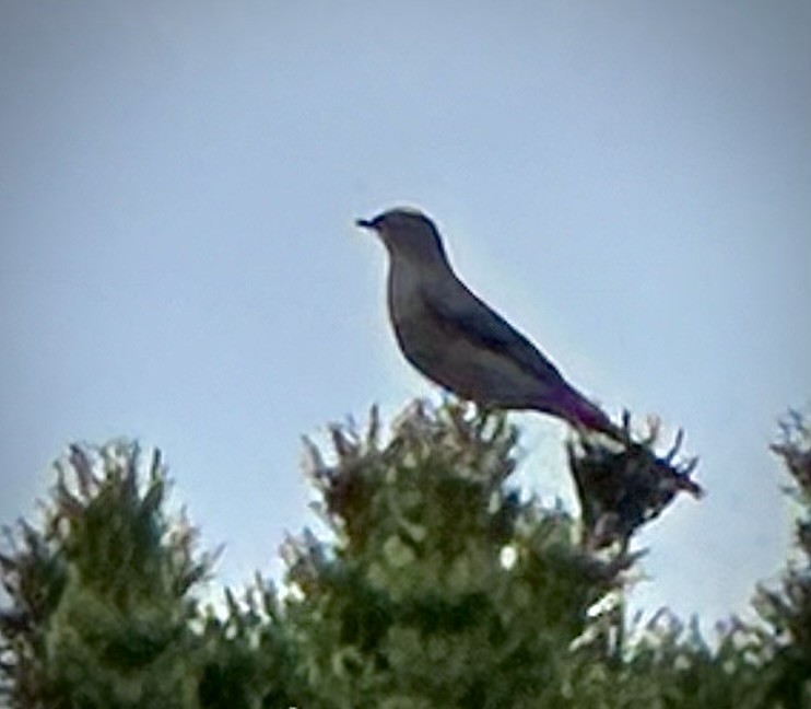 Townsend's Solitaire - ML617180756