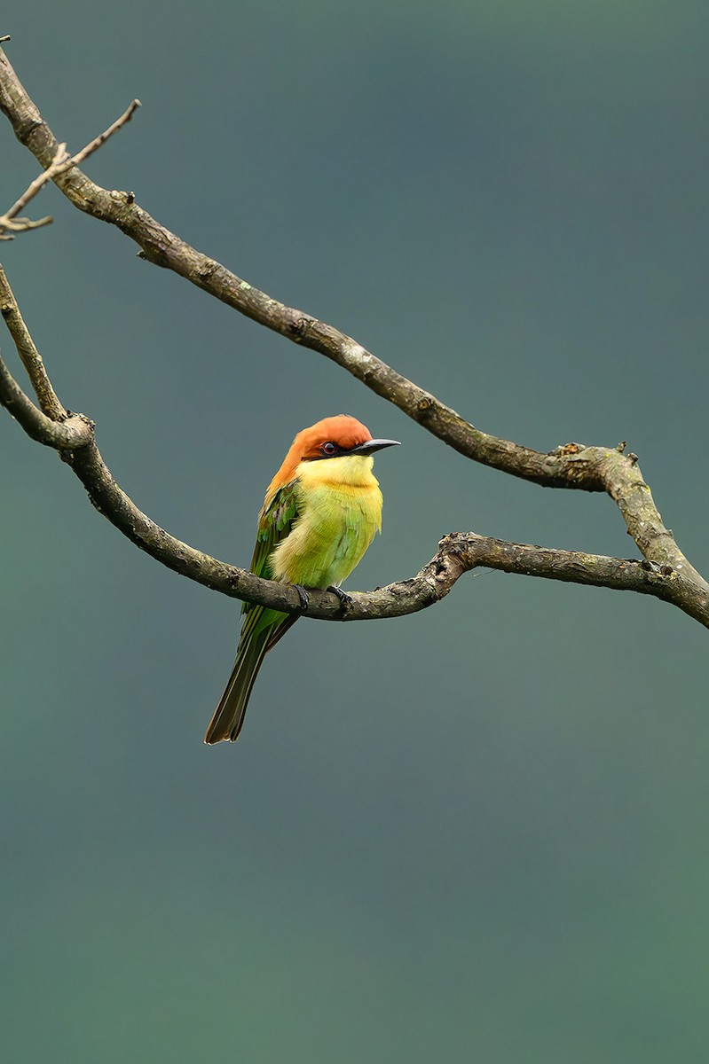 Chestnut-headed Bee-eater - ML617180763