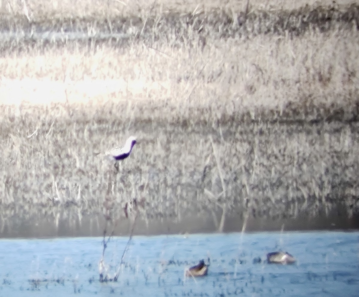 Black-bellied Plover - Jherime Kellermann