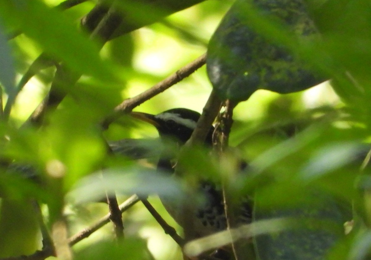 Pied Thrush - ML617180819