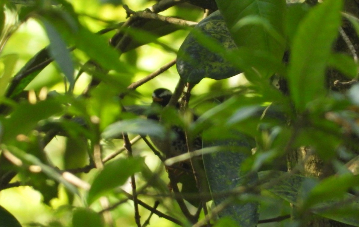 Pied Thrush - ML617180820