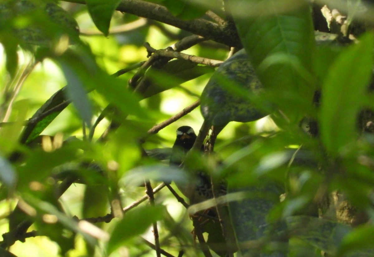 Pied Thrush - ML617180821