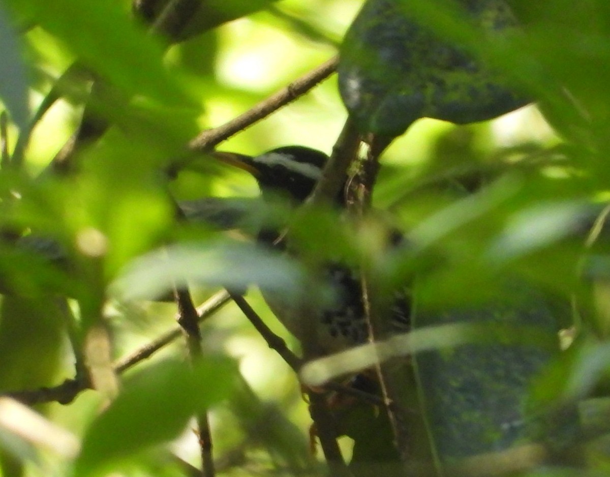 Pied Thrush - ML617180822