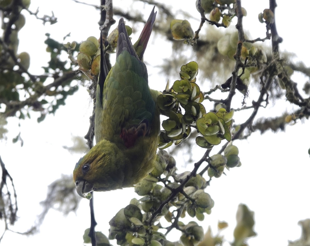 Indigo-winged Parrot - Claire Bélanger