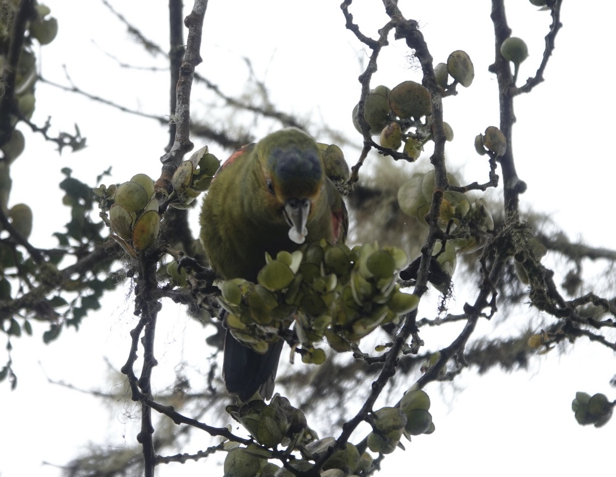 Indigo-winged Parrot - ML617180826