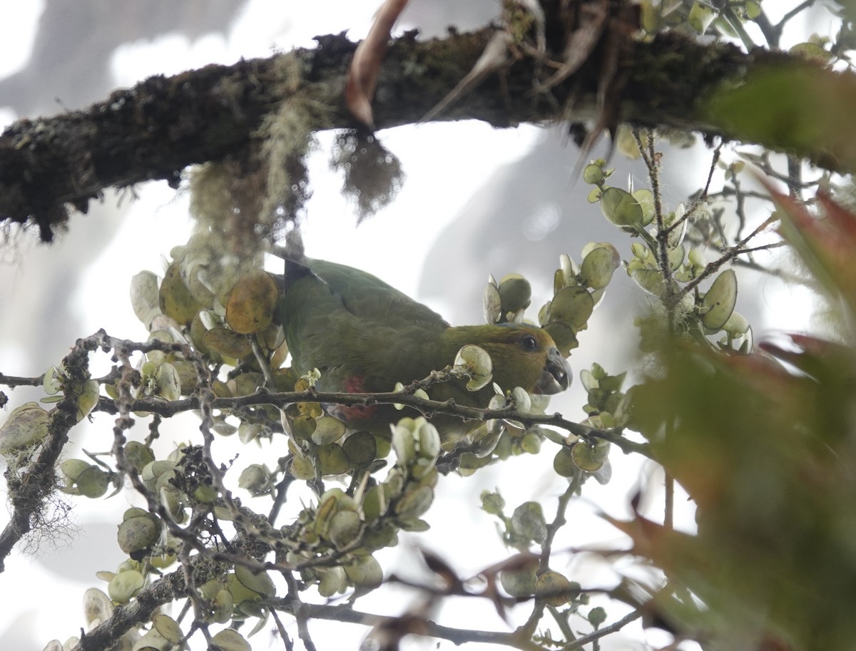 Indigo-winged Parrot - Claire Bélanger