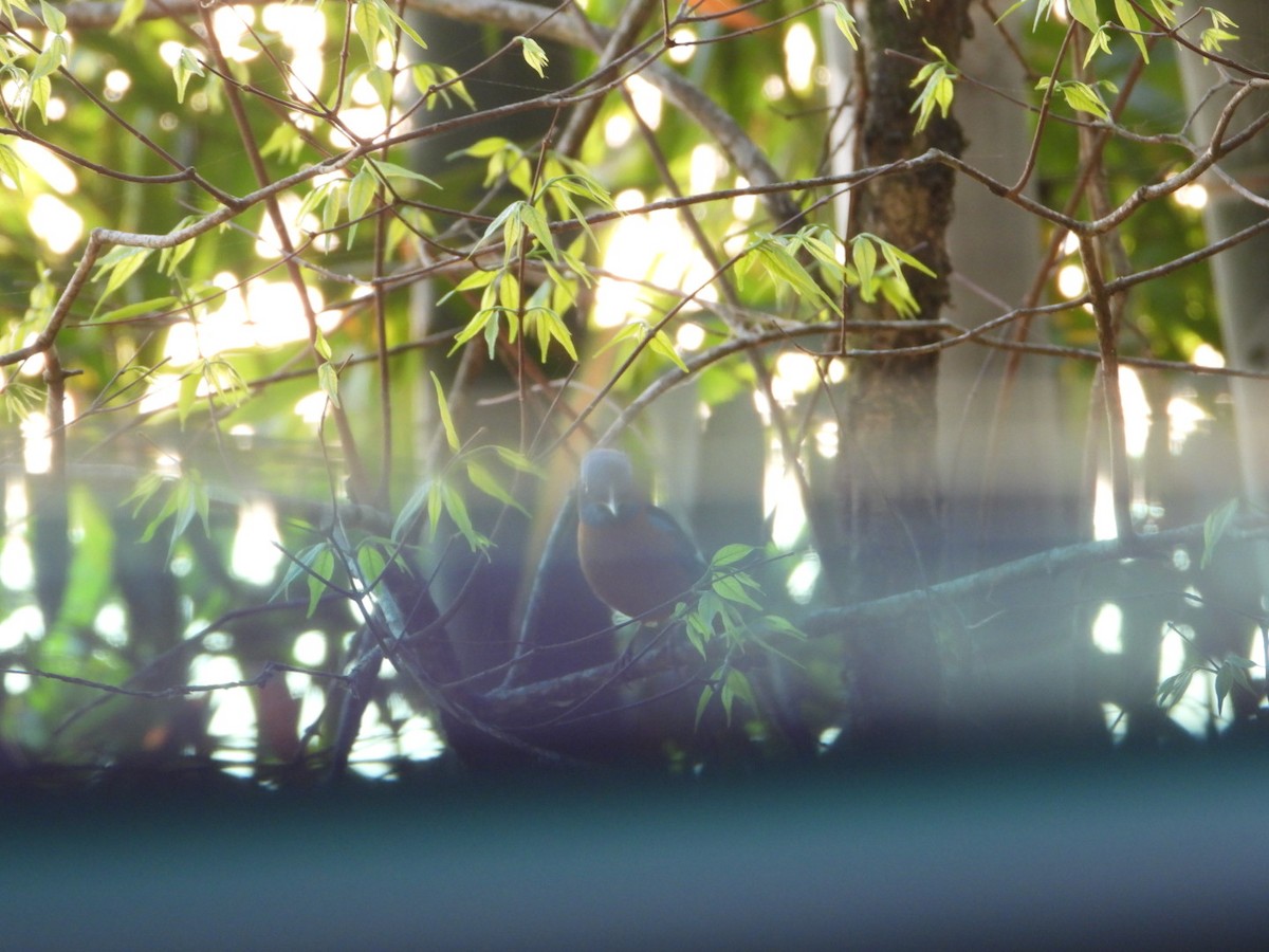 Blue-capped Rock-Thrush - ML617180843