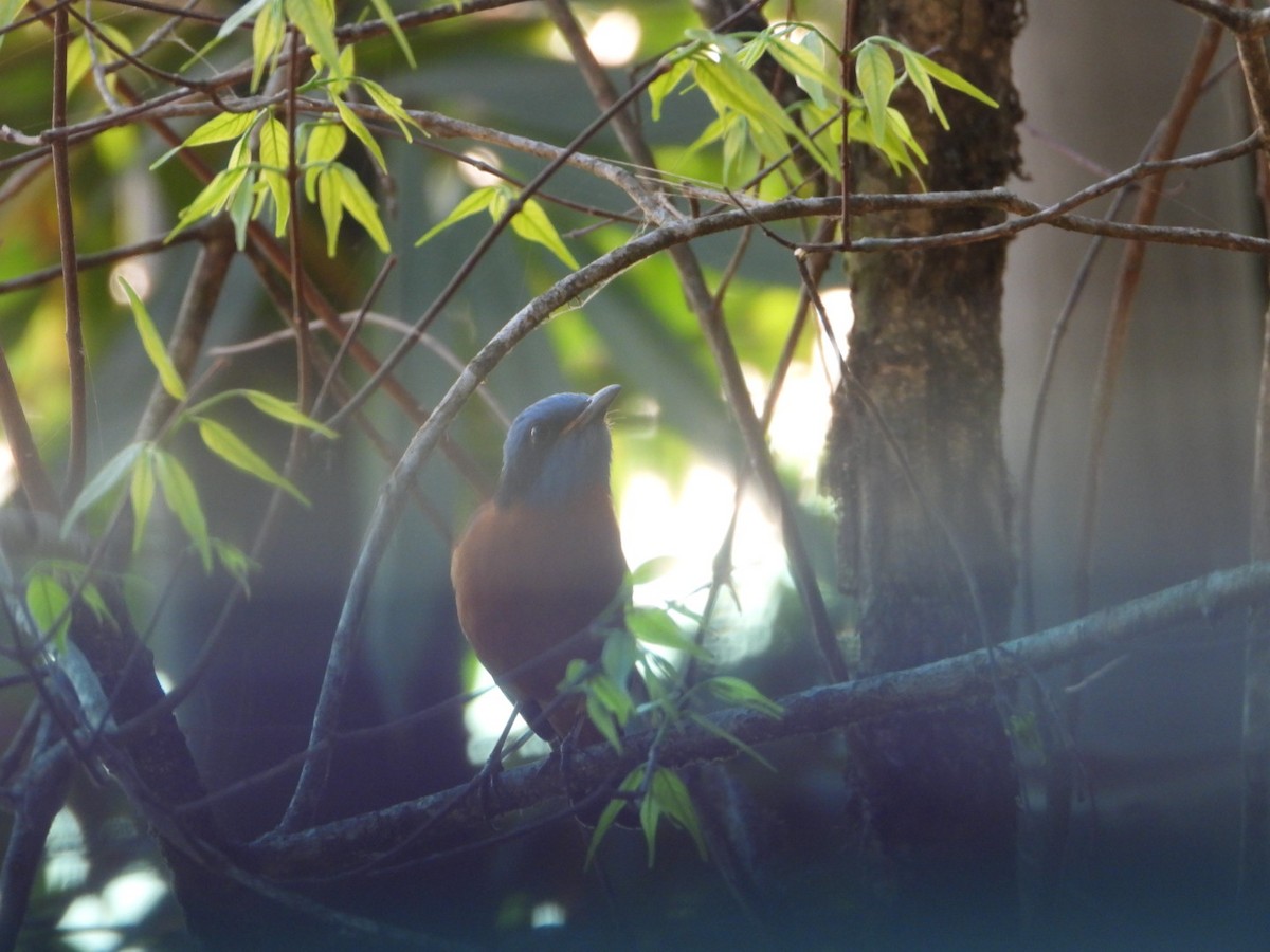 Blue-capped Rock-Thrush - ML617180844