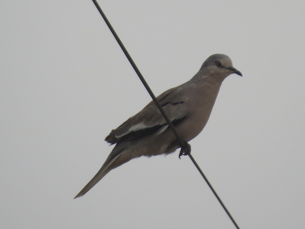 Picui Ground Dove - ML617180845