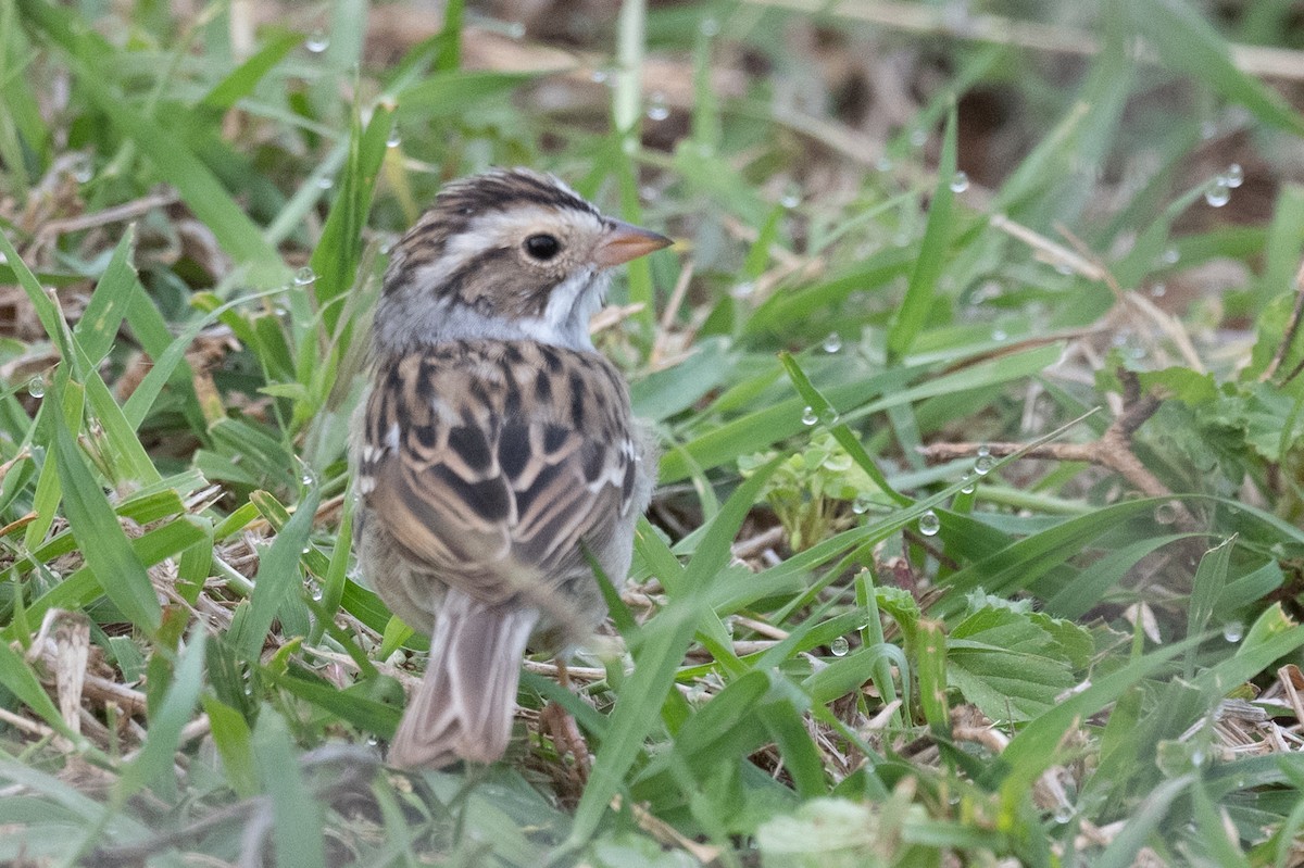 Clay-colored Sparrow - ML617180870