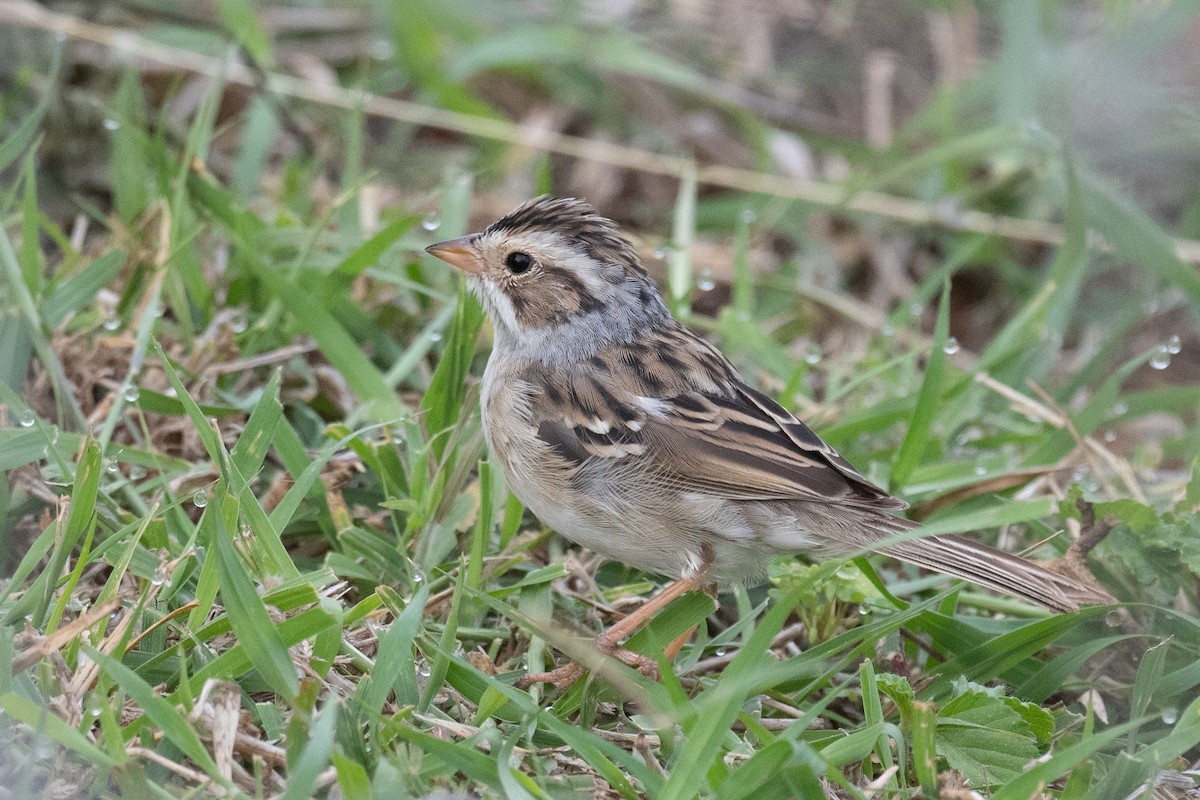 Clay-colored Sparrow - ML617180871