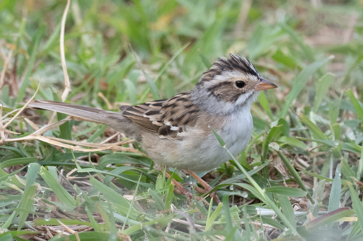 Clay-colored Sparrow - ML617180872