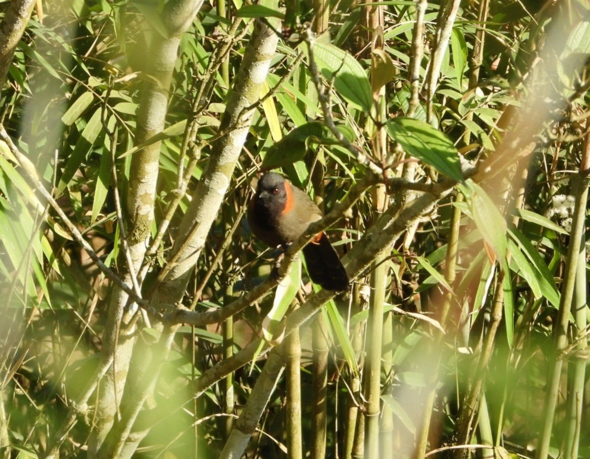 Rufous-necked Laughingthrush - ML617180878